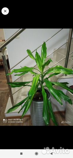 Пальма юкка