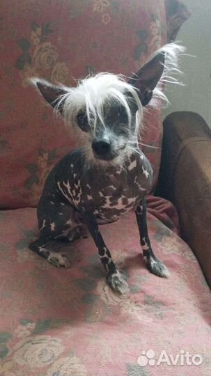 Щенок мексиканская голая, мальчик