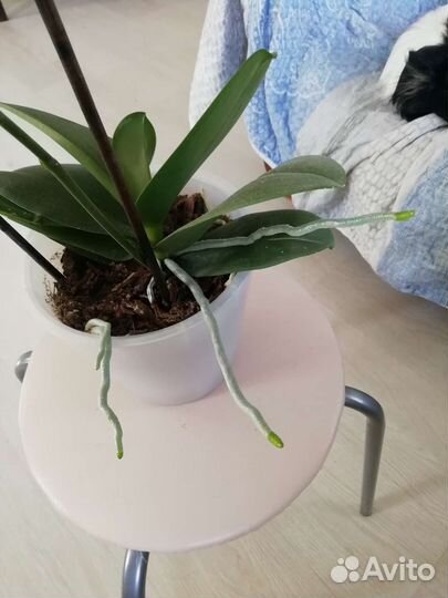 Орхидея фаленопсис