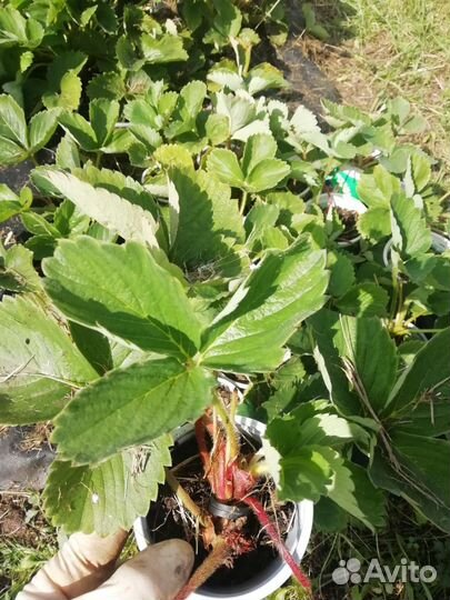 Саженцы клубники укорененные