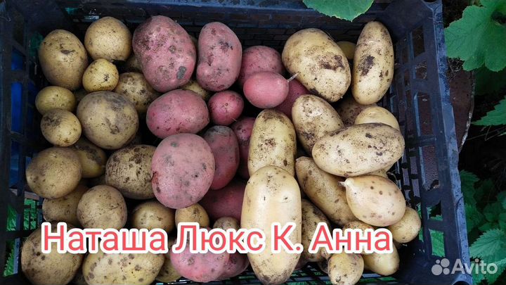 Посадочный картофель 3 репродукция по сортам