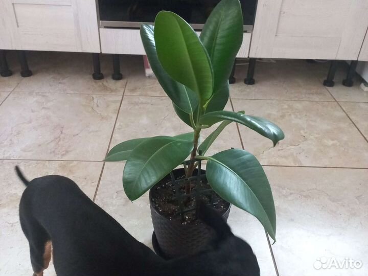 Фикус каучуконосный