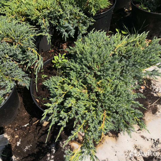 Можжевельник Блю Карпет