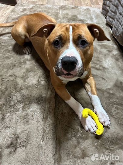 Собака стафф