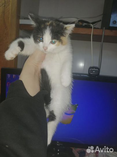 Котенок Беспалатно
