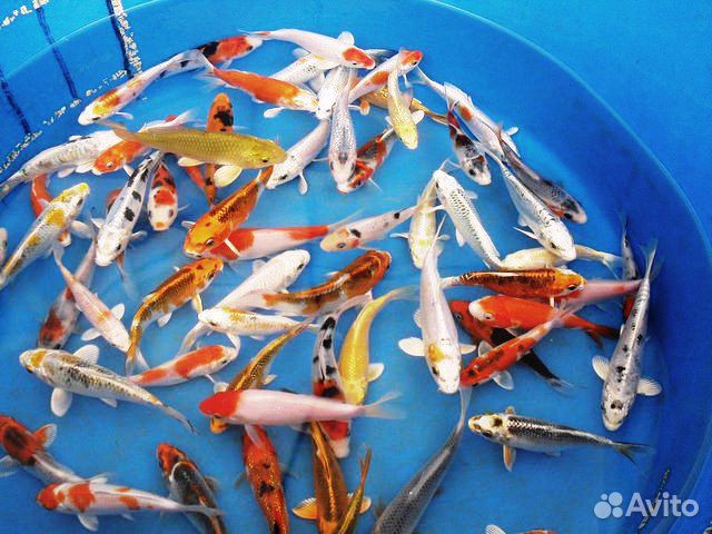 Карпы коя