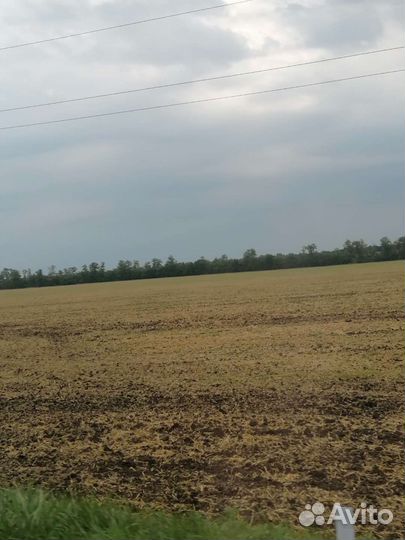 Зерно пшеница