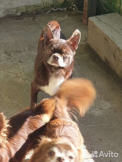 Чихуахуа из питомника