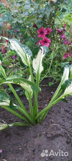 Хоста Colored Hulk