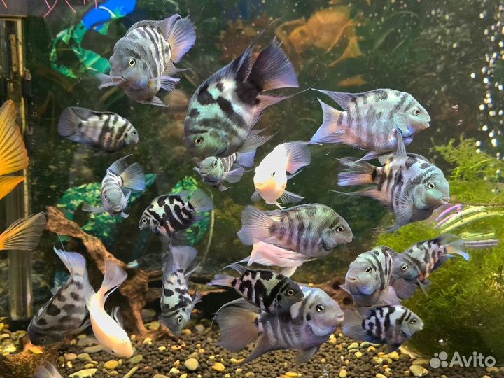 Аквариумная рыба попугай тигровый