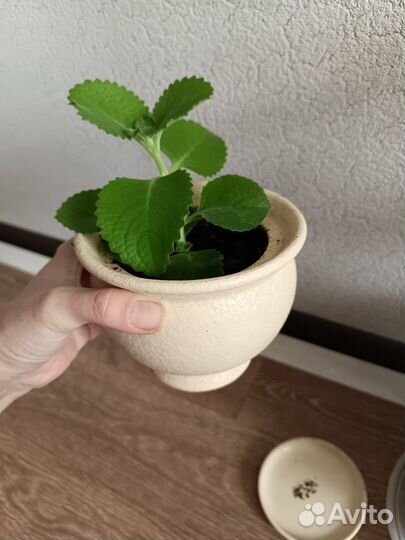 Плектрантус мята