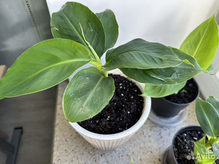 Банан Киевский карлик (суперкарлик)