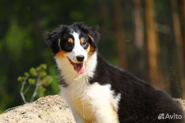 Щенки аусси