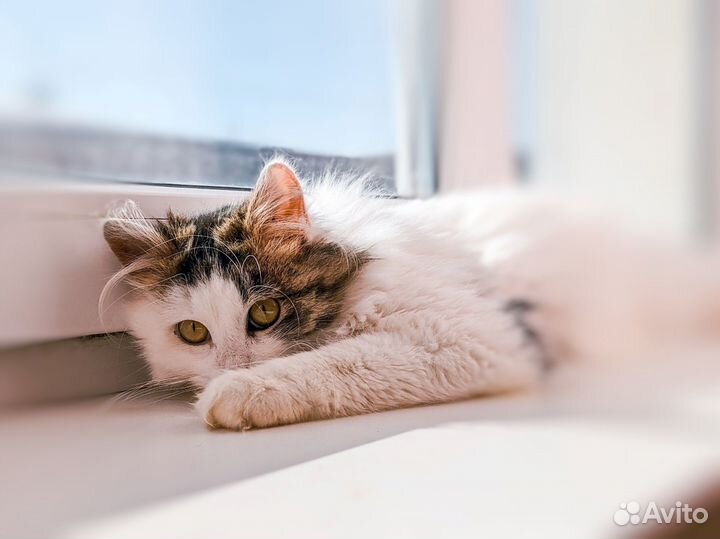 Котик Филечка ищет дом