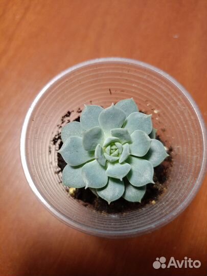 Суккуленты