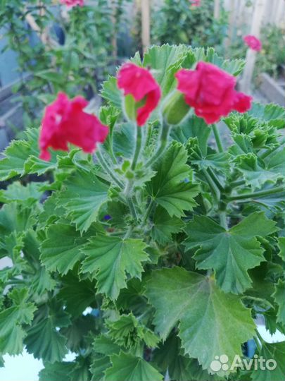 Пеларгония герань