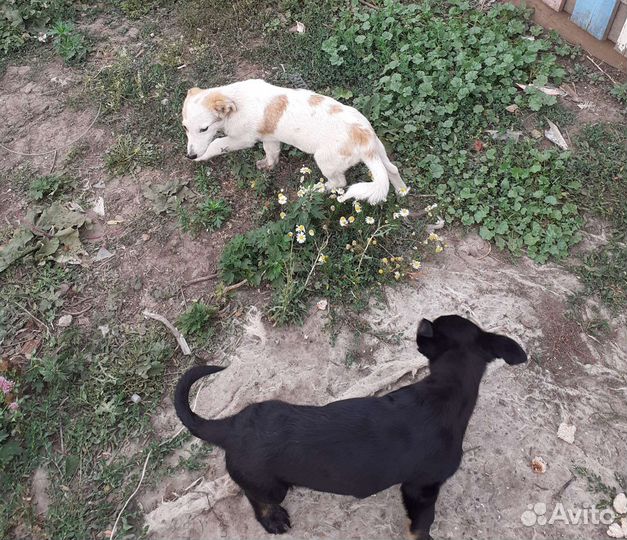 Отдам щенков