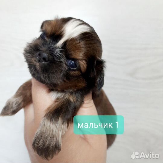 Малыши Ши-тцу