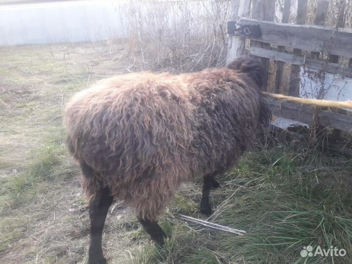 Курдючный баран