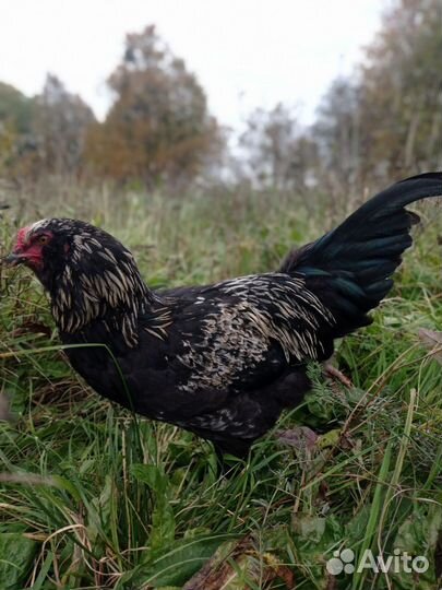 Петух амераукана