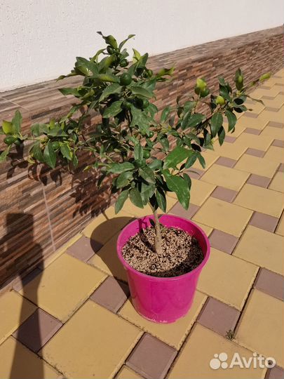 Комнатные цветы