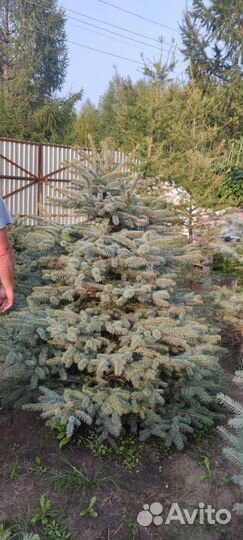 Саженцы ель голубая Глаука, тополь пирамидальный