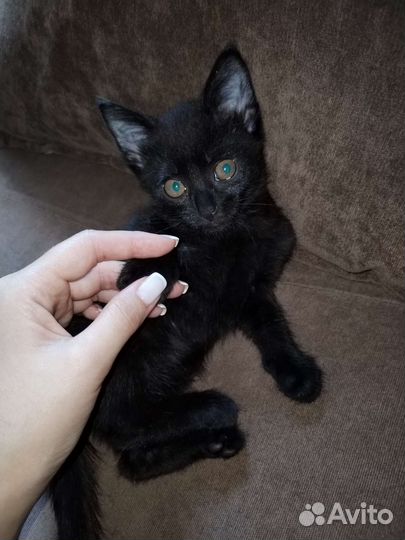 Котята в добрые руки бесплатно