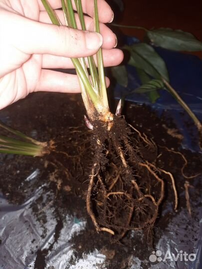 Каллатея Виттата