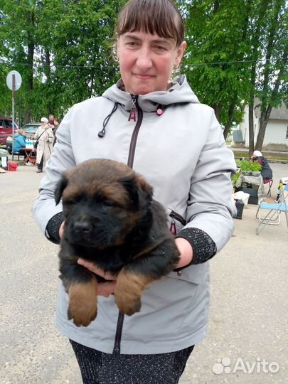 Порода собаки метис