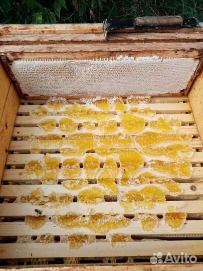 Пчелопакеты Carnica Troiseck