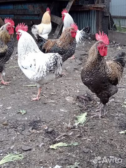 Петушки апрельские