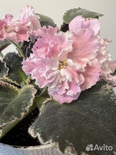 Листики сортовых фиалок