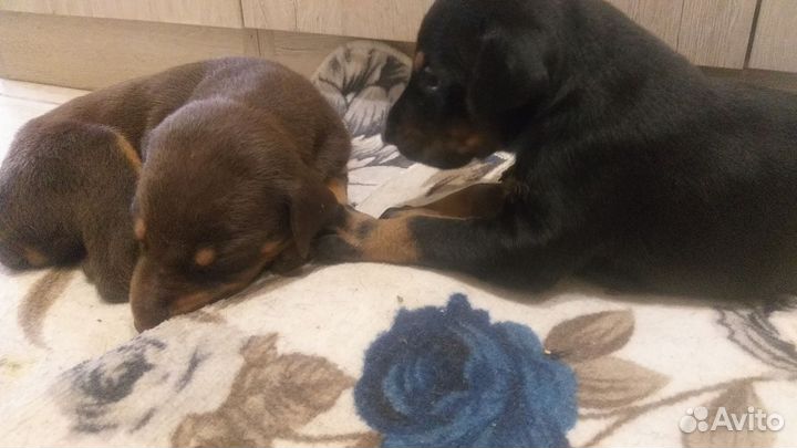Доберман щенки