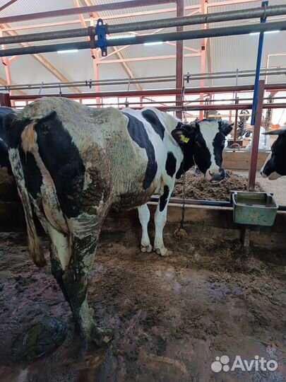 Коровы дойные холмогорские