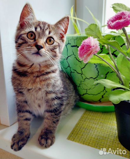 Котенок Марсель ищет дом