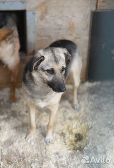 Жизнь в вольере. ищем дом