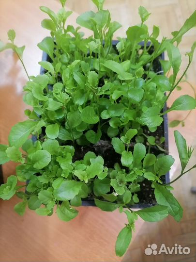 Лобелия ампельная