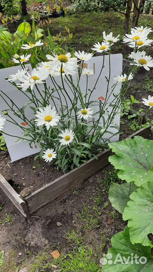 Ромашка, хризантема, флокс