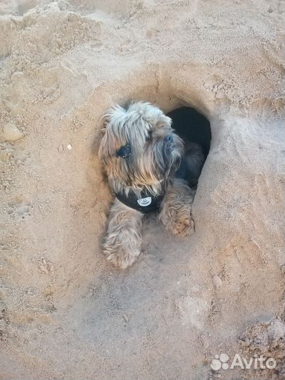 Собака мальчик вязка