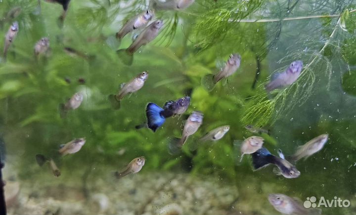 Гуппи, московские, сине-зеленые
