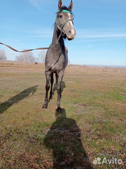 Чкв кобылка