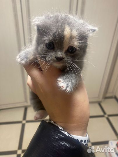 Шотландские котята