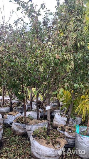 Саженцы плодовых