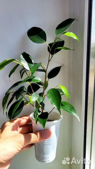 Фикус бенджамина Даниэль