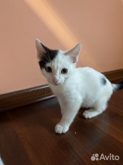 Котенок мальчик