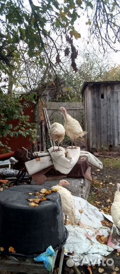 Продается индюки