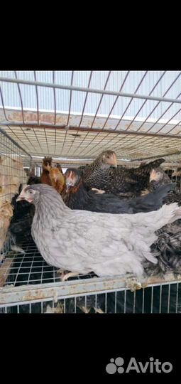 Куры Несушки