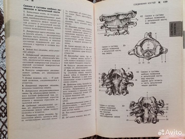 Атлас анатомии человека Самусев