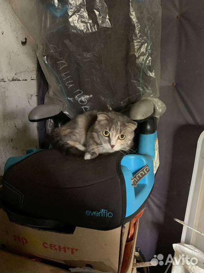 Кошечка вислоухая