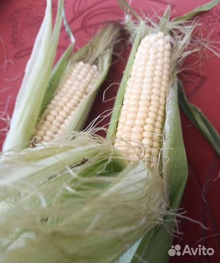 Молодая сладкая кукуруза